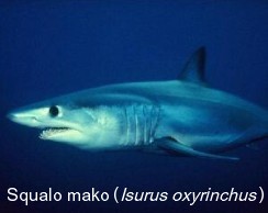 Squalo mako (Isurus oxyrinchus)